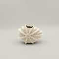 Sea Urchin Shell Flower Vase by Zodiya